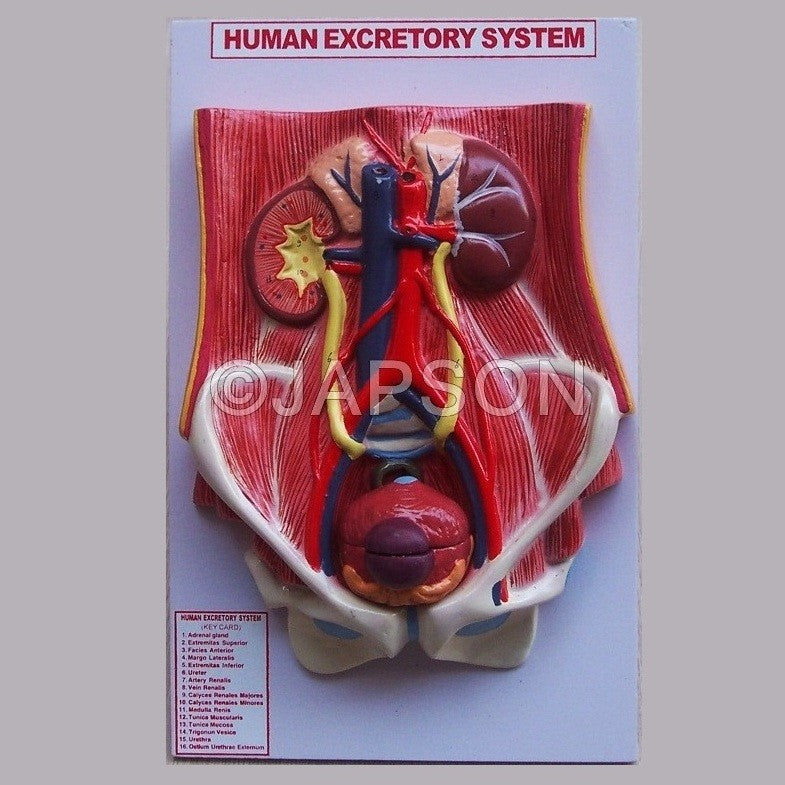 Human Urinary System (Deluxe) Human Urinary System (Deluxe)